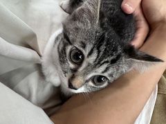 -爱侣宠医·鹦鹉专科·小型哺乳类·异宠专科(灵石路店)