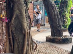 -柴犬高等学院·狗咖·柴犬售卖·宠物训练