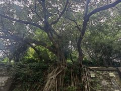 -九龙公园