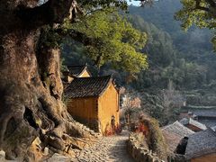 -杨家堂村