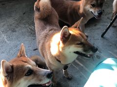 -柴犬高等学院·狗咖·柴犬售卖·宠物训练