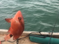 -顺则昌推按正骨理疗