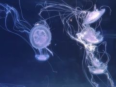 -上海海洋水族馆