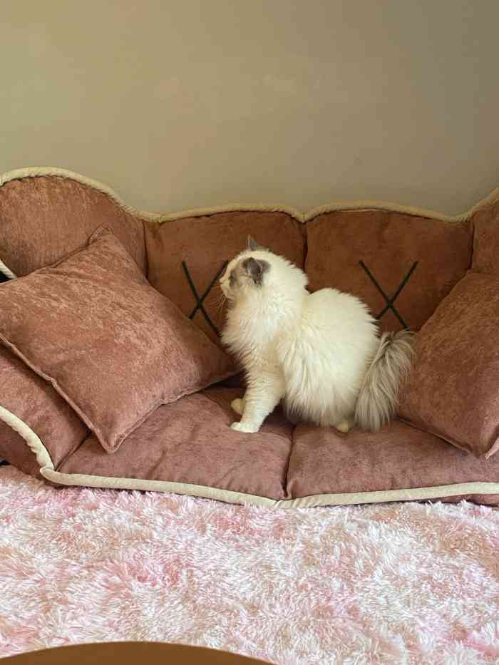 猫宁·猫咖-"在梅林吃完饭闲着无聊就来这家猫宁·猫咖,.