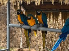 -西霞口神雕山野生动物世界