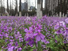 -幺妹川味·川人川菜(佛城西路店)