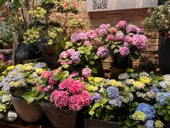 -溪岸路花鸟市场