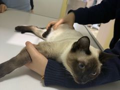 -美联众合动物医院·24h转诊中心