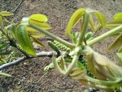 -逍遥老杨家胡辣汤(纱厂北路店)