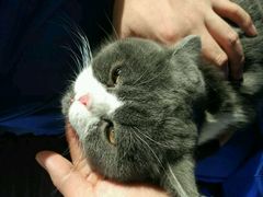 -芭比堂动物医院·犬猫全科·异宠专科(雁塔分院)