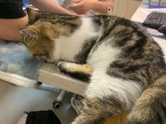 -宠颐生宠物医院·心肾内科·猫专科诊疗中心宠巢店