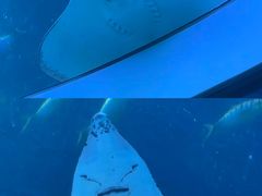 -珠海长隆海洋王国