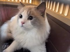 -宠福鑫动物医院(望京分院)