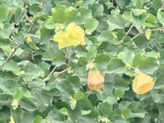 -金太粽(上海弄堂第一粽店)