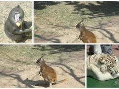 -西霞口神雕山野生动物世界