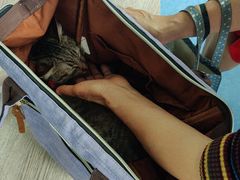 -博特宠物医院24h犬猫全科.骨科·异宠