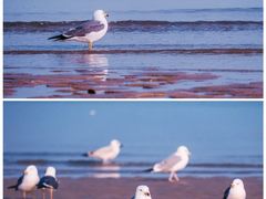 -金海滩海水浴场
