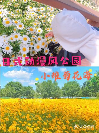 北京遛娃好去处～日式动漫风公园，小雏菊花海