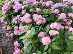 -西湖风景区-江洋畈生态公园