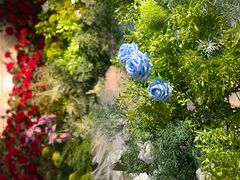 -长春青怡坊鲜花批发(青怡坊花鸟市场店)