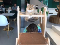 -飞行喵MR PILOT|猫舍·猫咖(静安大融城店)