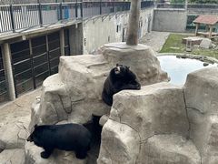 -石家庄市动物园