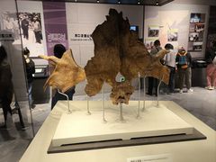 -北京周口店北京人遗址博物馆