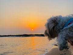 -日照灯塔风景区