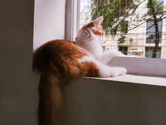 -李小姐の猫咖啡馆(五角场店)