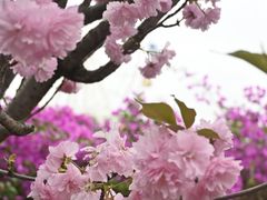 -观澜湖生态运动公社