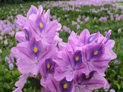 -白鹭湾湿地公园