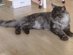 -十年猫舍·猫咪专门店(普陀店)