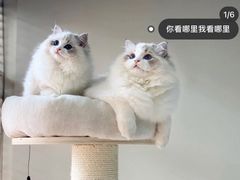 -青奢宠物·青奢猫舍