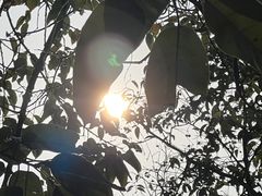 -深圳仙湖植物园