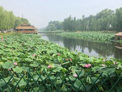 -白洋淀景区