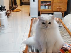 -宠物星动物医院·眼科·异宠·猫科(江南大道总院)