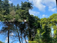 -上海共青森林公园