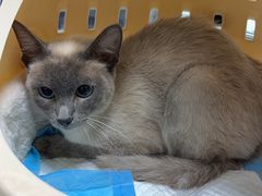 -瑞鹏瑞爱宠物医院·全科·猫科·血液透析中心(龙头寺店)