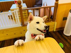 -豆柴町-柴犬主题狗咖(红鼎国际C座店)