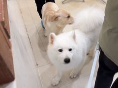 -共舞时光猫咖·狗咖(新街口店)
