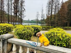 -三水森林公园