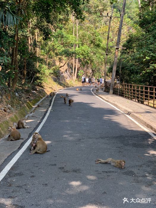 猴山-图片-普吉岛景点-大众点评网