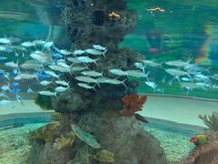 -芜湖新华联大白鲸海洋公园
