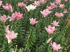 -长春公园(普阳街道)