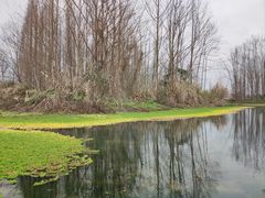 -桤木河湿地公园