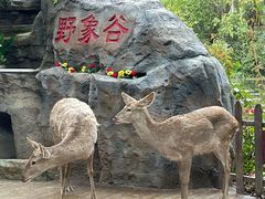 -野象谷景区