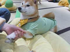 -逗柴咖啡屋·狗咖猫咖宠物桌游