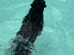 -帕帕拉兹宠物(亚洲旗舰店)