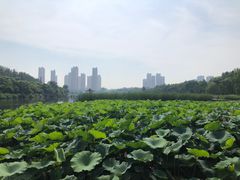 -前关湿地公园