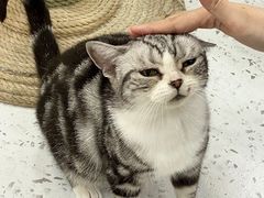 -喵园·猫主题咖啡厅·撸猫·猫咖(国贸店)